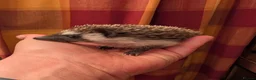 Pygmy Hedgehog rodents for sale: Female aph - Advert 3