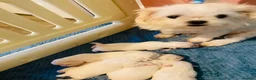Maltese dogs for sale: Korean Maltease puppies  - Advert 3