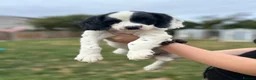 English Springer Spaniel dogs for sale: READY FOR THEIR NEW HOMES!! KC registered - Advert 11