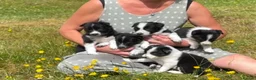 Border Collie dogs for sale: 5 Beautiful Border Collie Puppies  - Advert 29