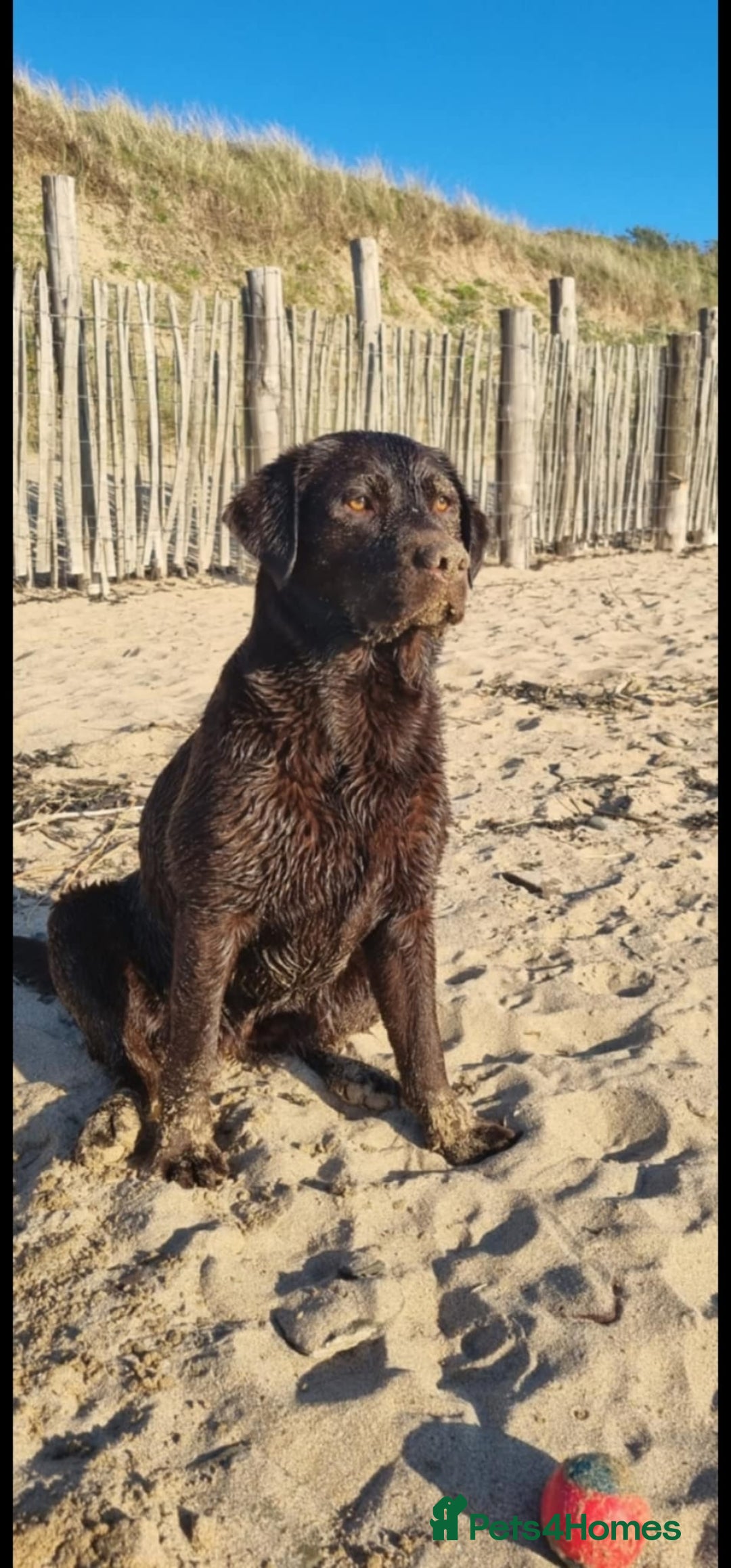 Labrador Retriever dogs for sale: Beautiful KC Show Line Labrador Puppys  - Advert 2