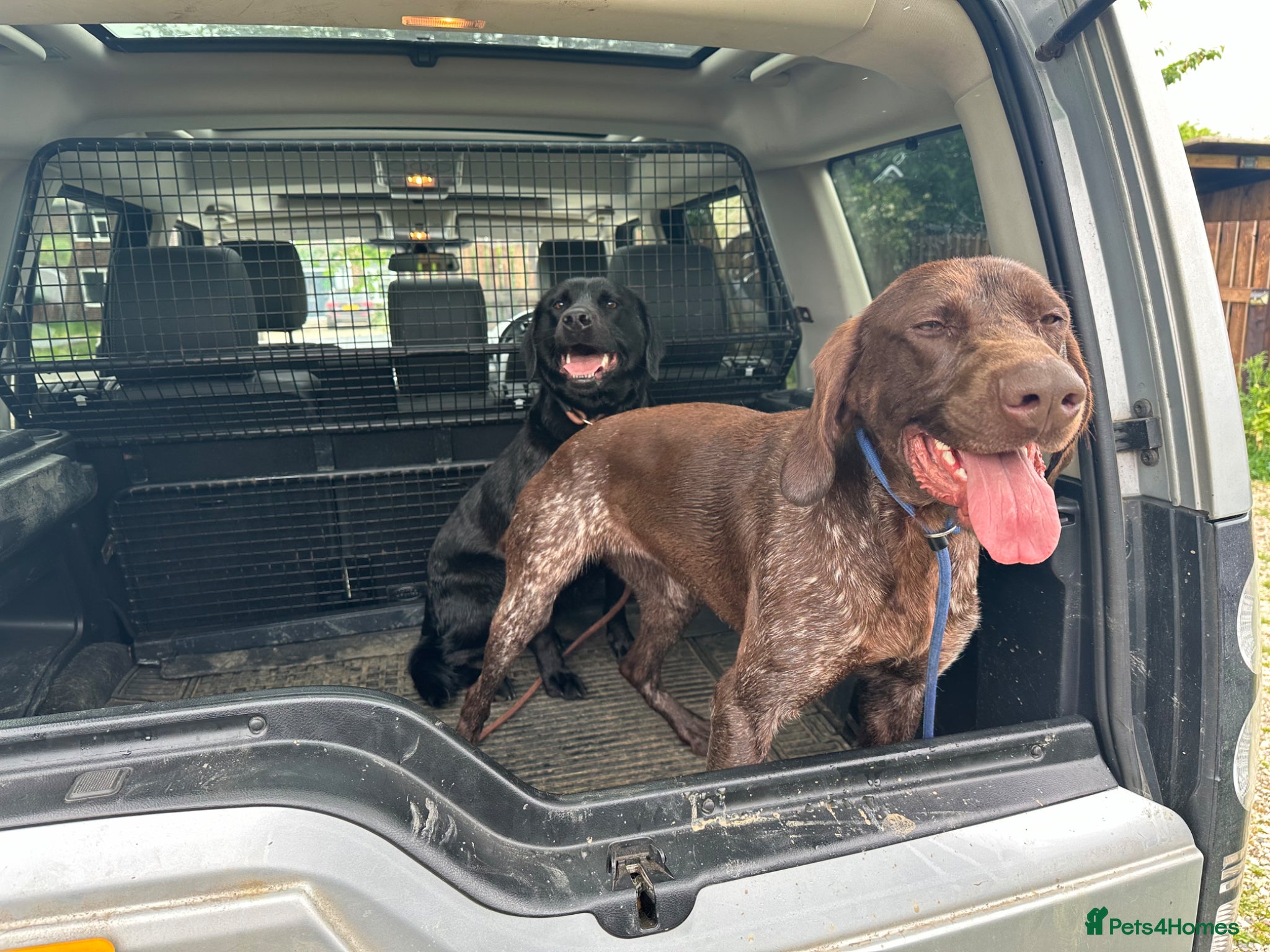 German Shorthaired Pointer dogs for sale: 4 year old beautiful pointer  - Advert 5