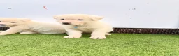 Akita dogs for sale: Akita puppy’s for sale in Birmingham - Advert 25