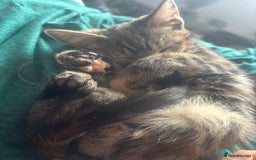 Mixed Breed cats for sale: Gorgeous fluffy kittens ready now - Image 1