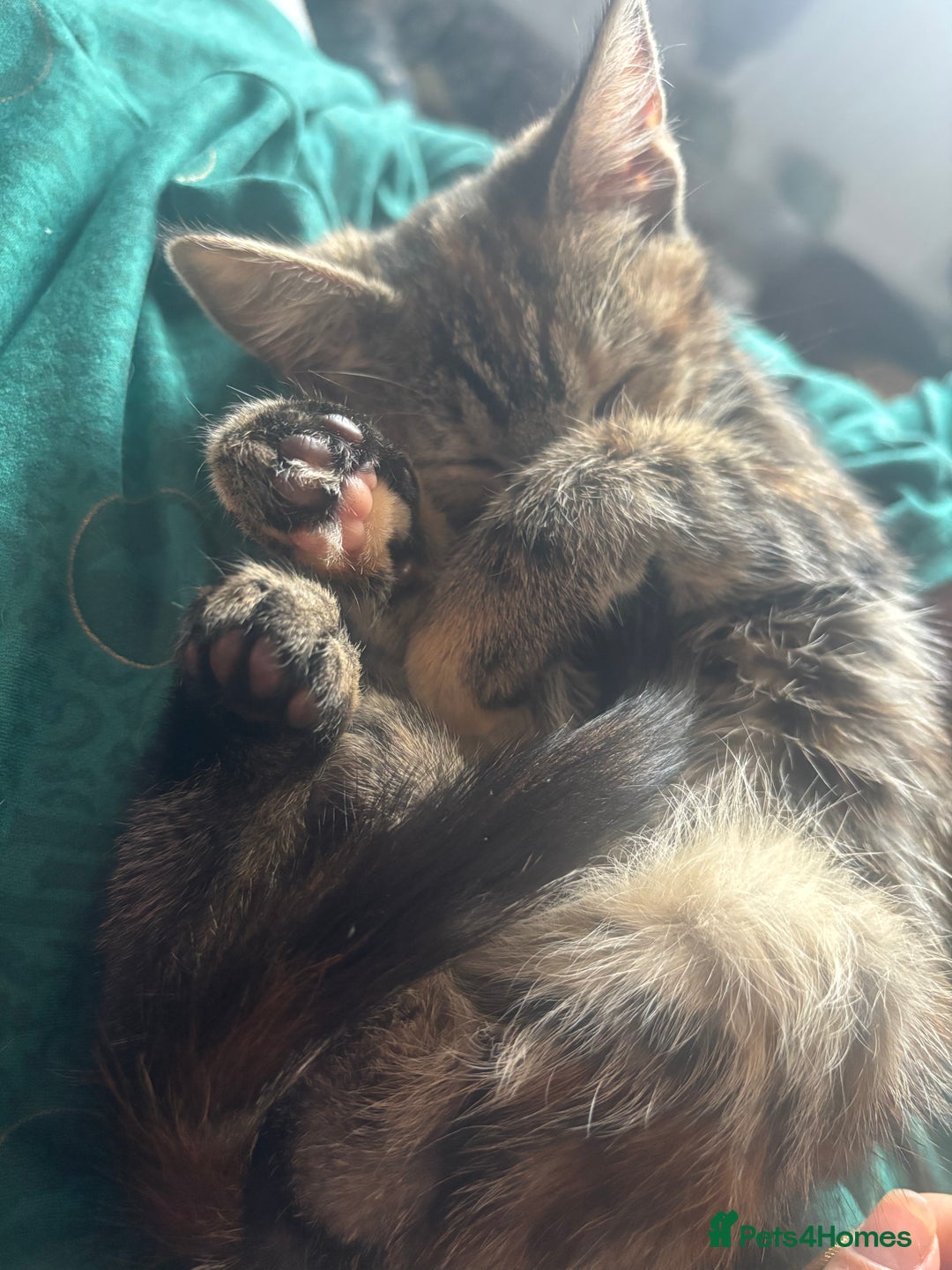 Mixed Breed cats for sale: Gorgeous fluffy kittens ready now - Image 1