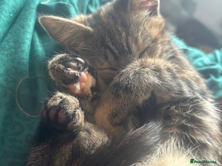 Mixed Breed cats - Advert 14