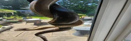 Boa Snake reptiles for sale: isle de maize dwarf boa+ vivarium in West Bromwich - Advert 8