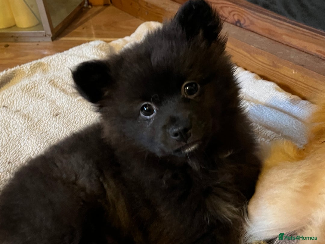 Pomchi dogs for sale: 1 Male Pomchi puppy - Advert 1