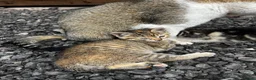 Mixed Breed cats for sale: Kittens looking for new homes - Advert 3