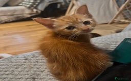 Ragdoll cats for sale: Calicox ragdolls - Image 12