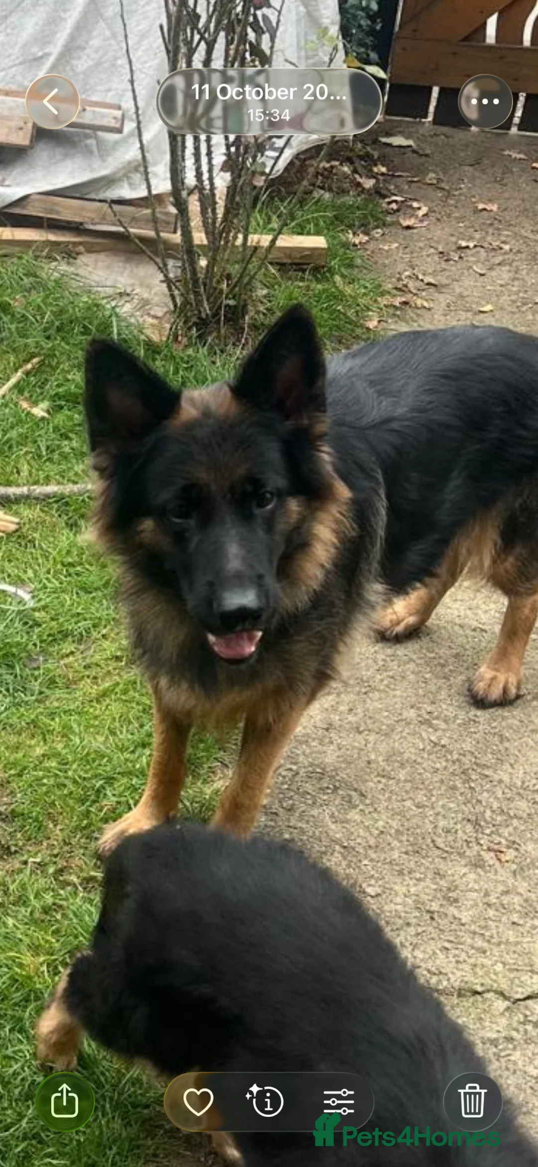 German Shepherd dogs for sale: 15 weeks German shepherd puppy  in Hook - Advert 12