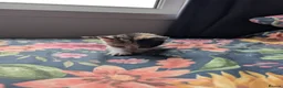 Mixed Breed cats for sale: Gorgeous Kittens Looking for Their Forever Homes in West Calder - Advert 6