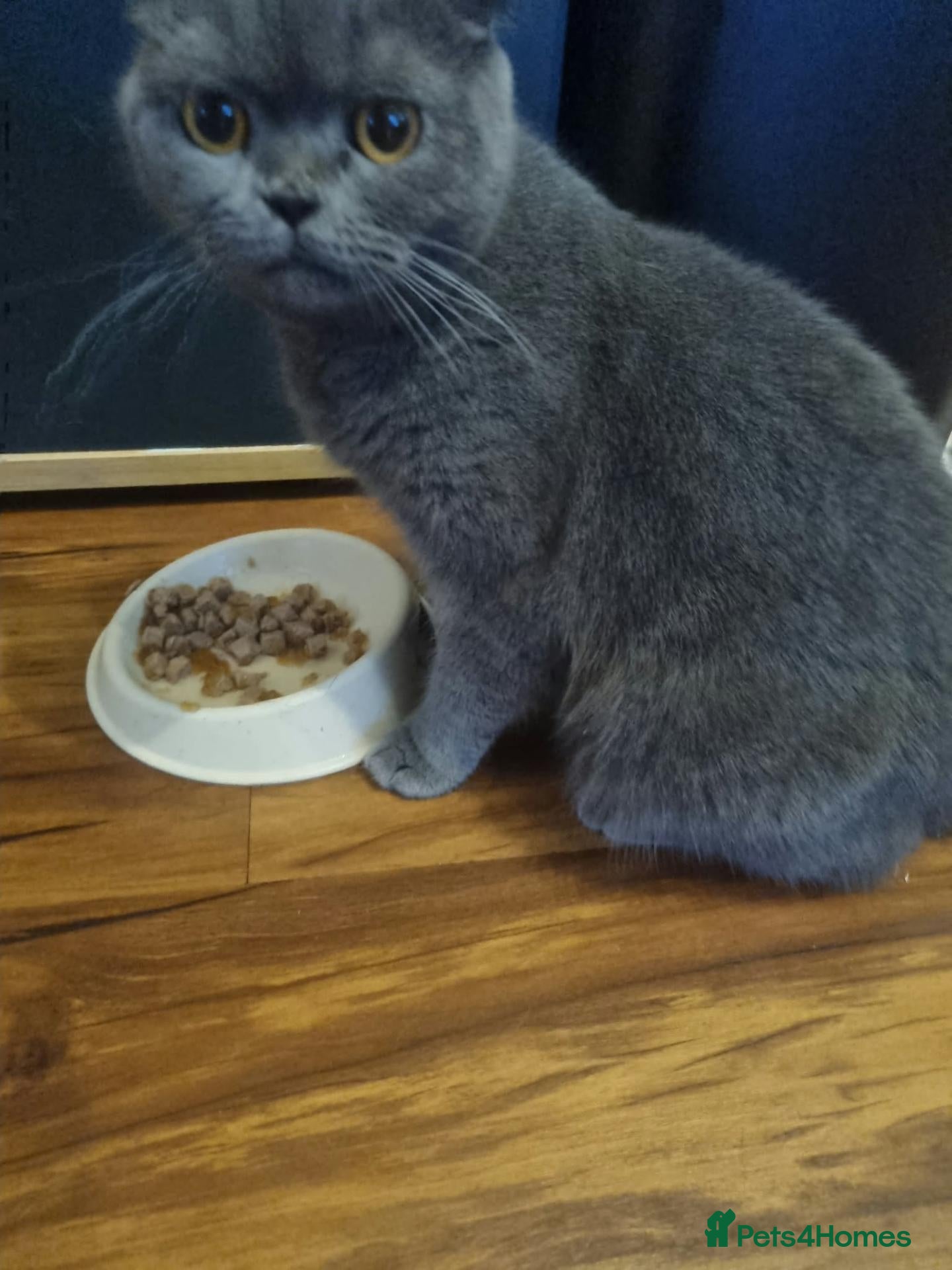 British Shorthair cats Beautiful Female Looking for a Loving Home 🐾❤️ - Advert 3