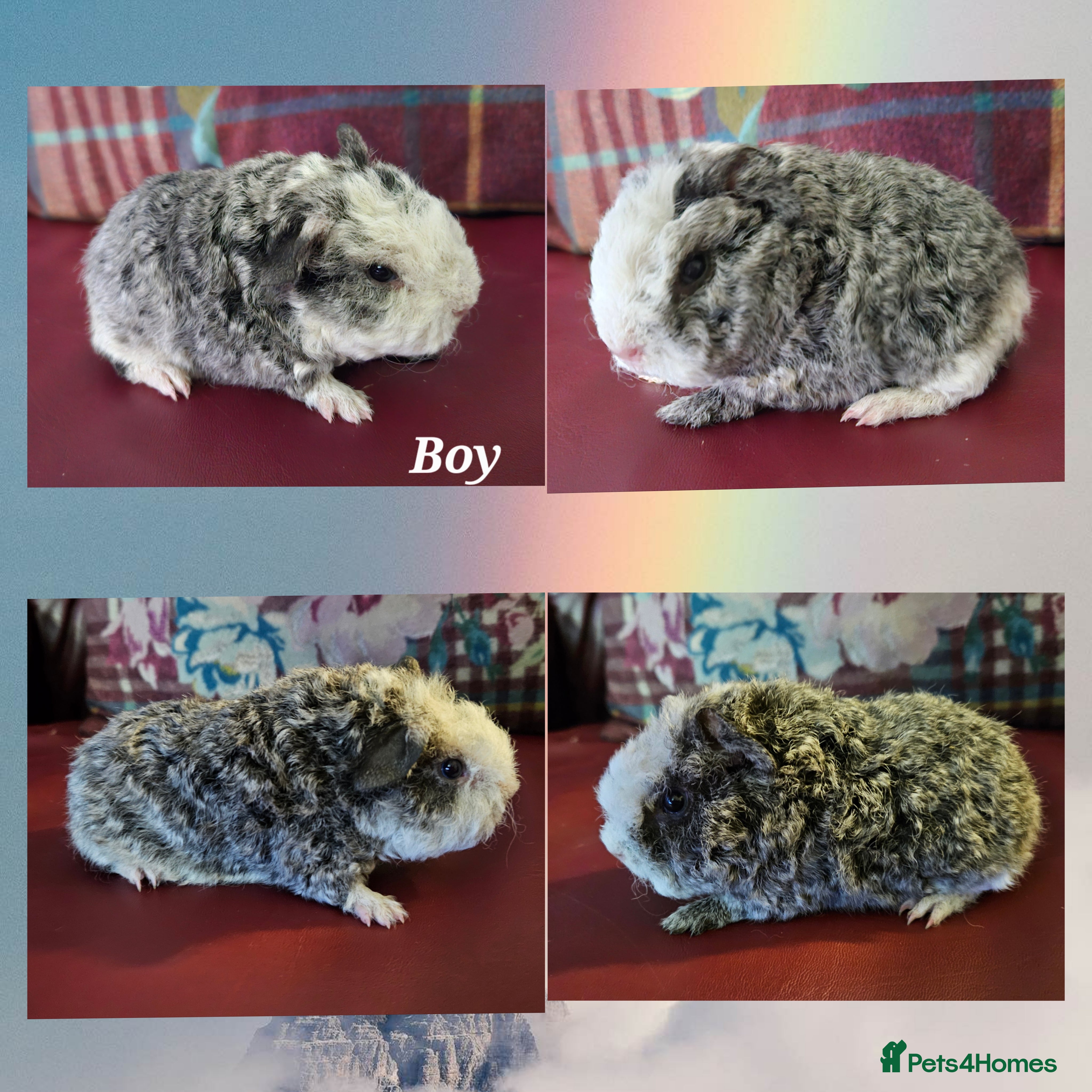 Guinea Pig rodents Beautiful funky babies - Advert 5