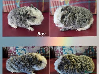 Guinea Pig rodents Beautiful funky babies - Advert 5