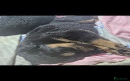 Mixed Breed dogs for sale: Rottweiller x german shepherd  - Image 2
