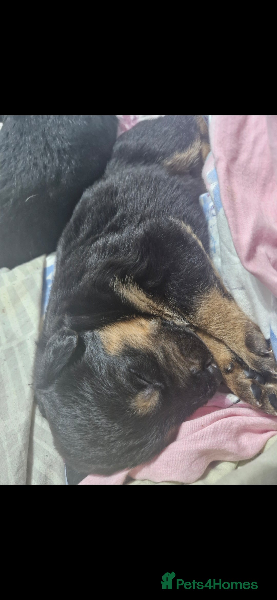 Mixed Breed dogs for sale: Rottweiller x german shepherd  - Image 2