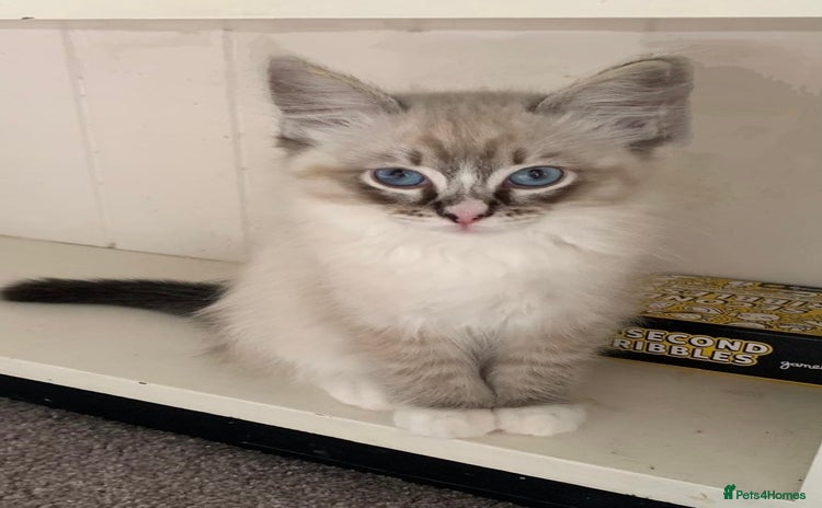 Ragdoll cats - Advert 2