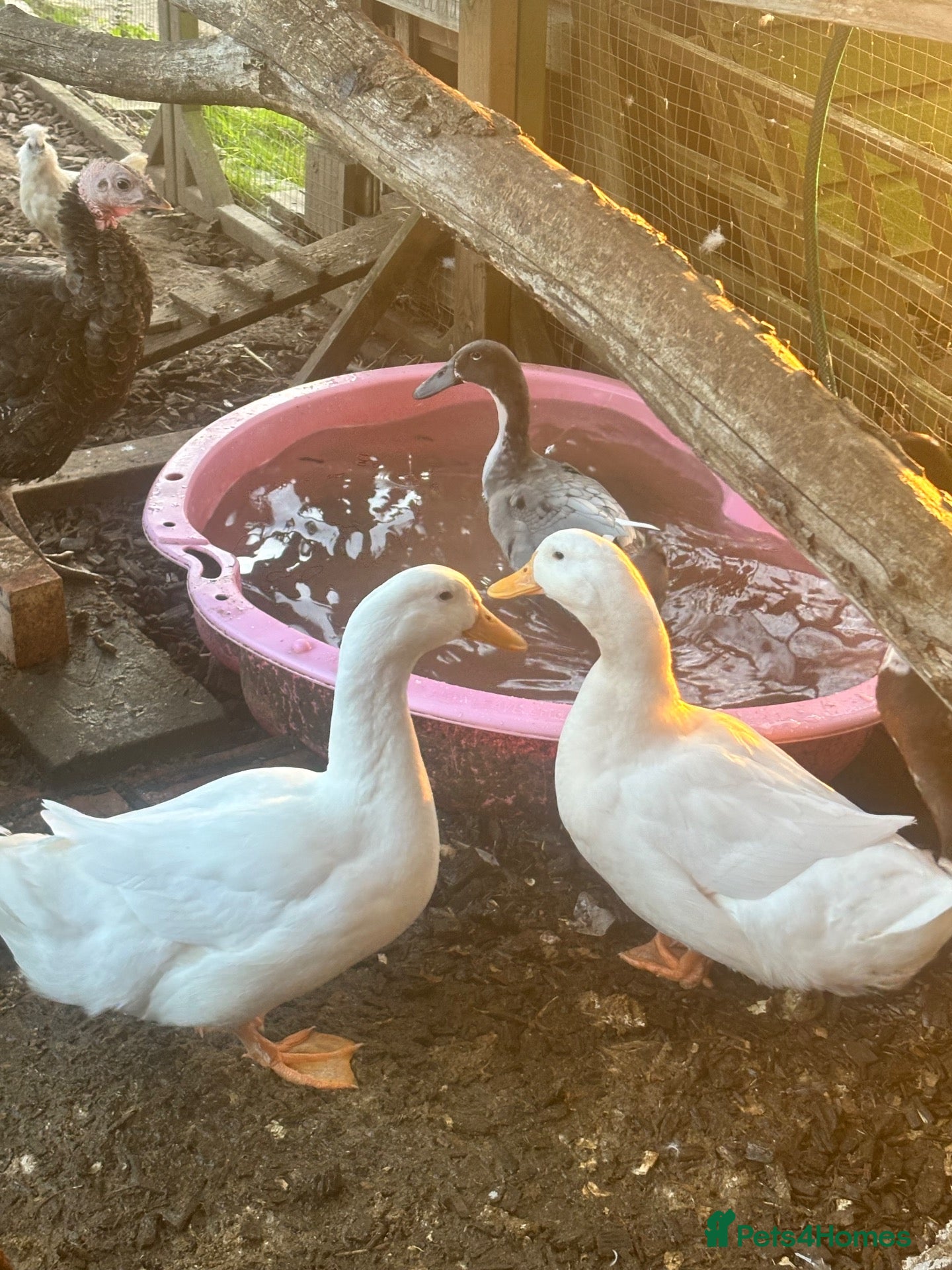 Ducks poultry indian runners and Aylesbury ducks  - Advert 22