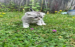 Scottish Fold cats for sale: Scotish fold kittens  - Image 13