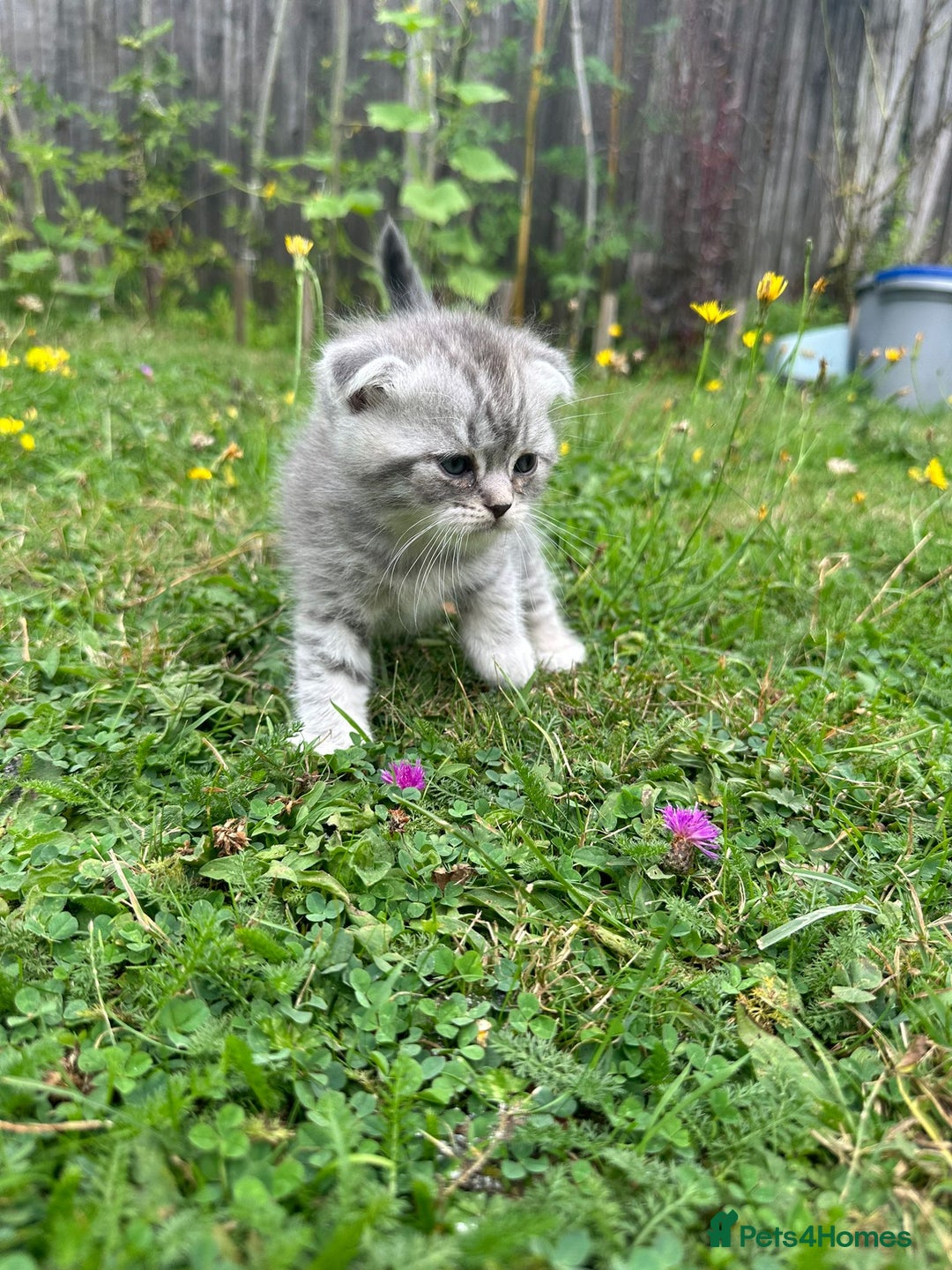 Scottish Fold cats for sale: Scotish fold kittens  - Image 13