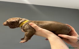 Mixed Breed dogs for sale: Staffy mix pups  - Image 5
