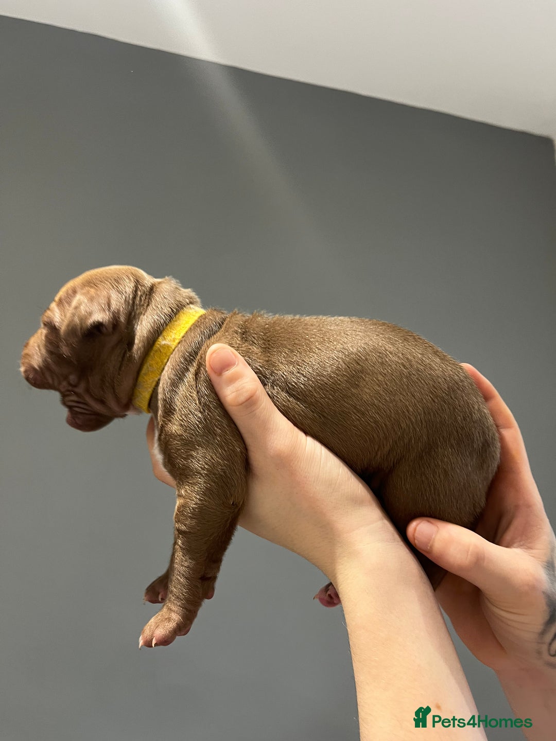 Mixed Breed dogs for sale: Staffy mix pups  - Image 5
