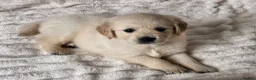 Golden Retriever dogs for sale: Cream and golden retriever puppies in Bristol - Advert 15