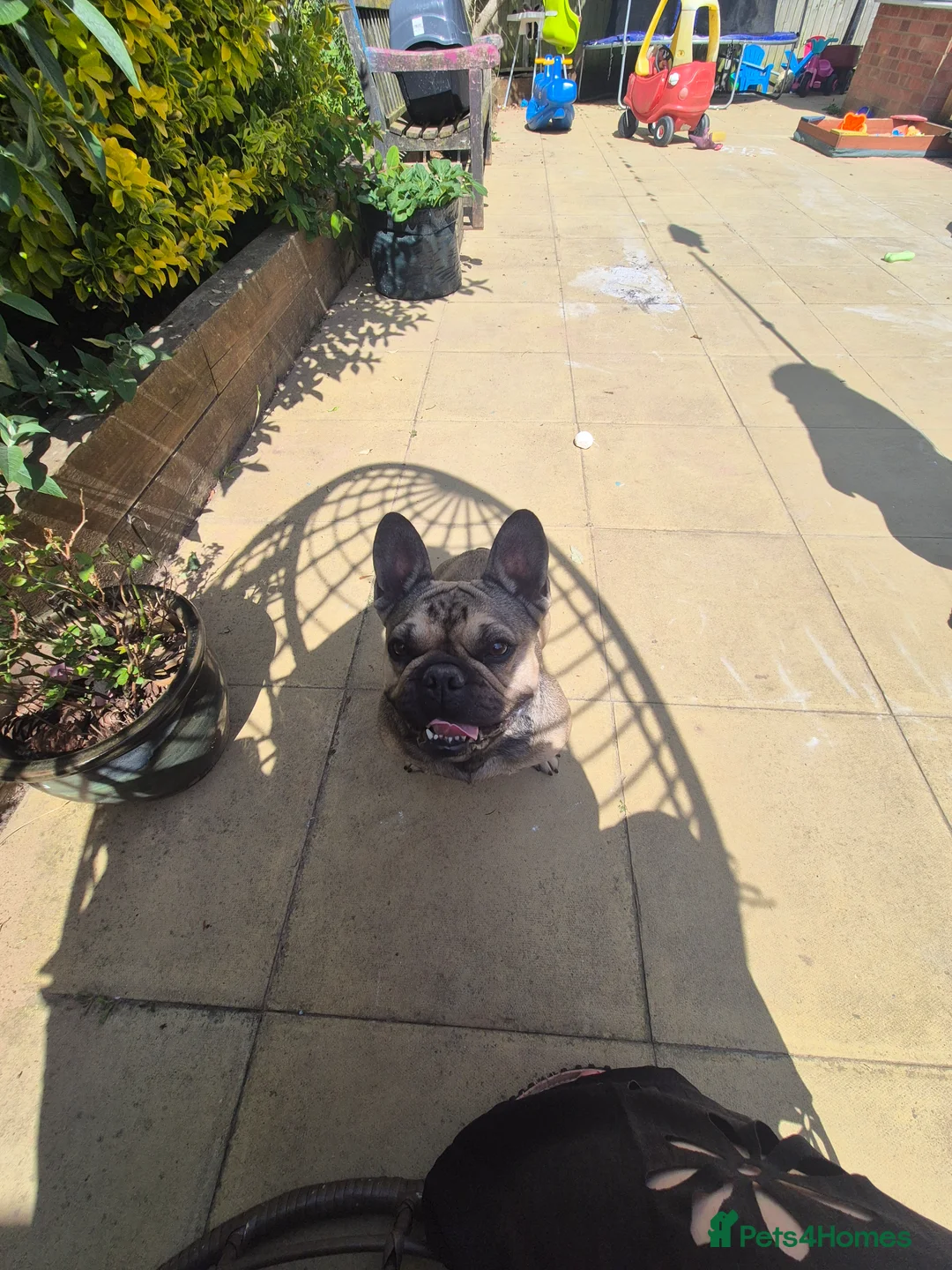 French Bulldog dogs for sale: Rita roo - Advert 5