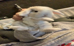 Mini Lop rabbits for sale: Mini lops X2 available now - Image 4