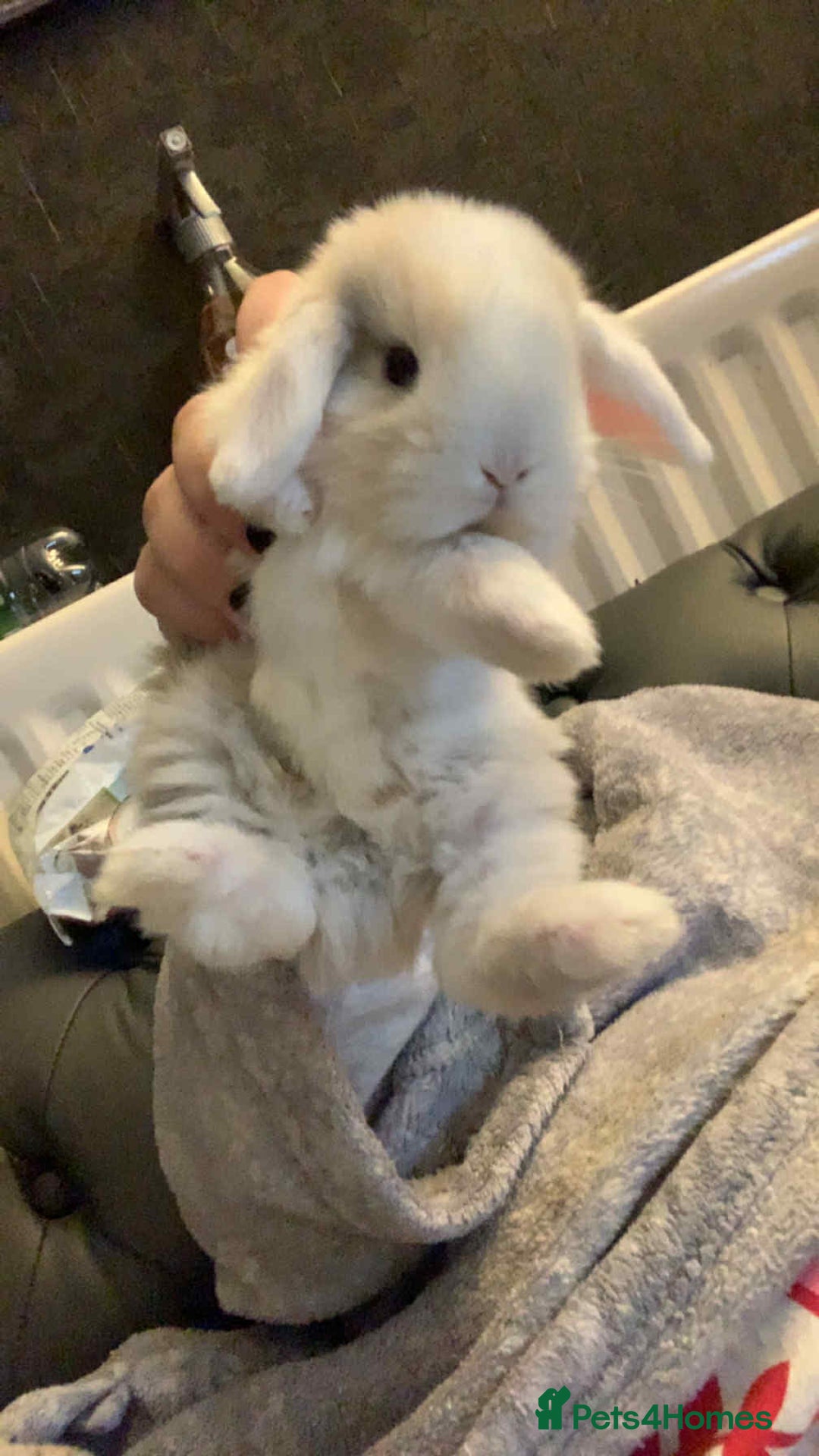 Mini Lop rabbits for sale: Mini lops X2 available now - Image 4