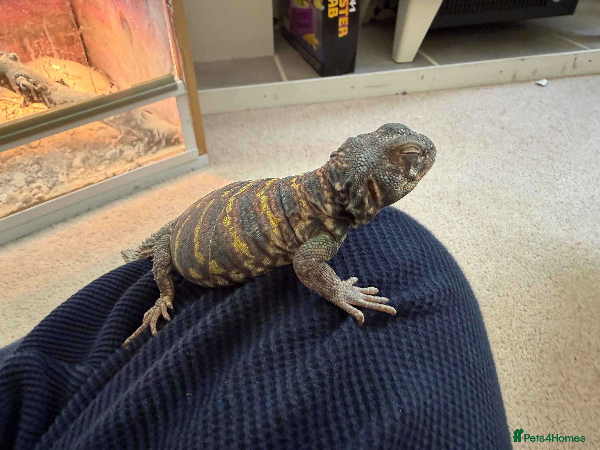 Lizard reptiles Ornate Uromastyx - 18 months old - Advert 4