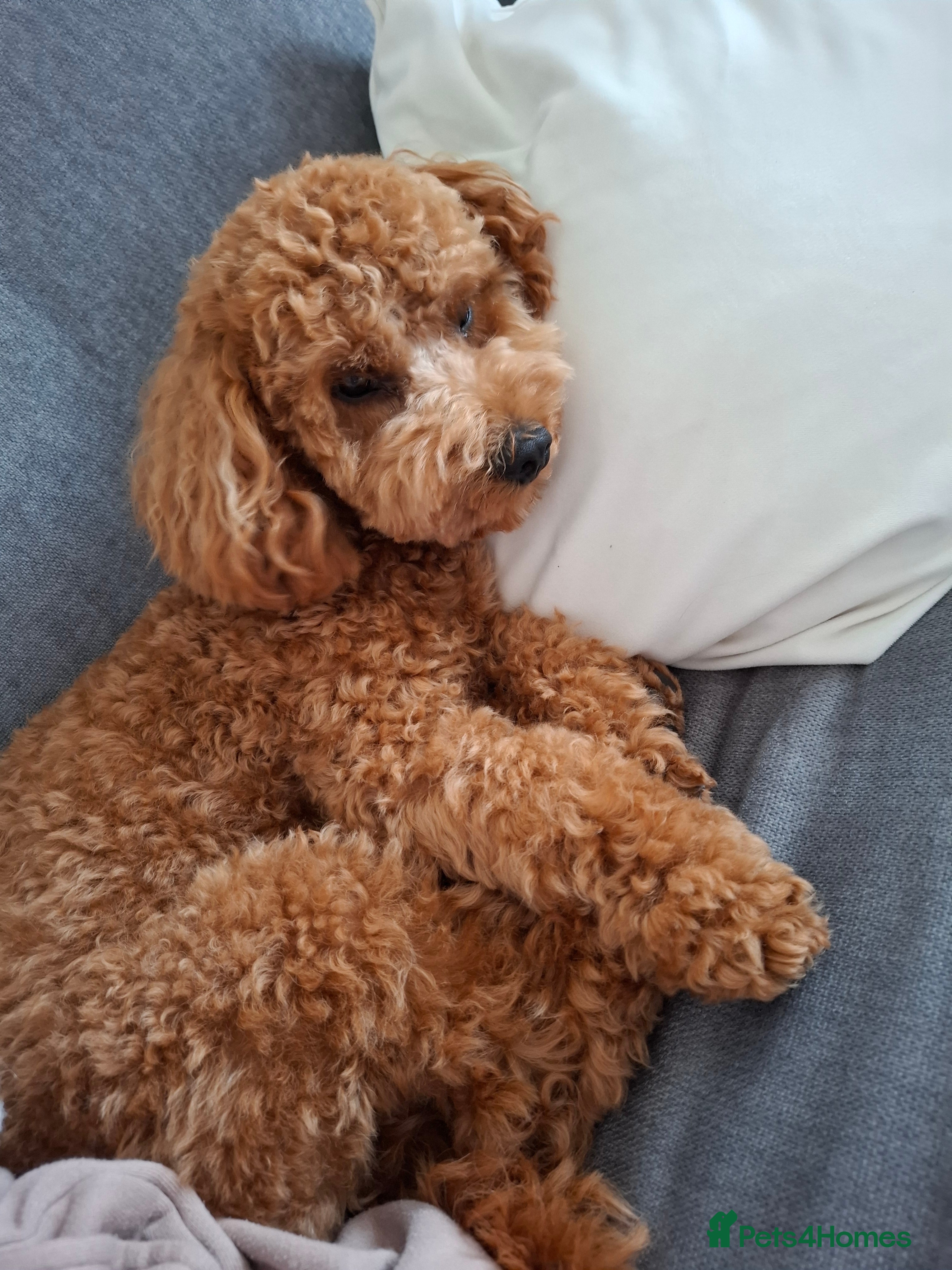 Maltipoo dogs Maltipoo for sale - Advert 1