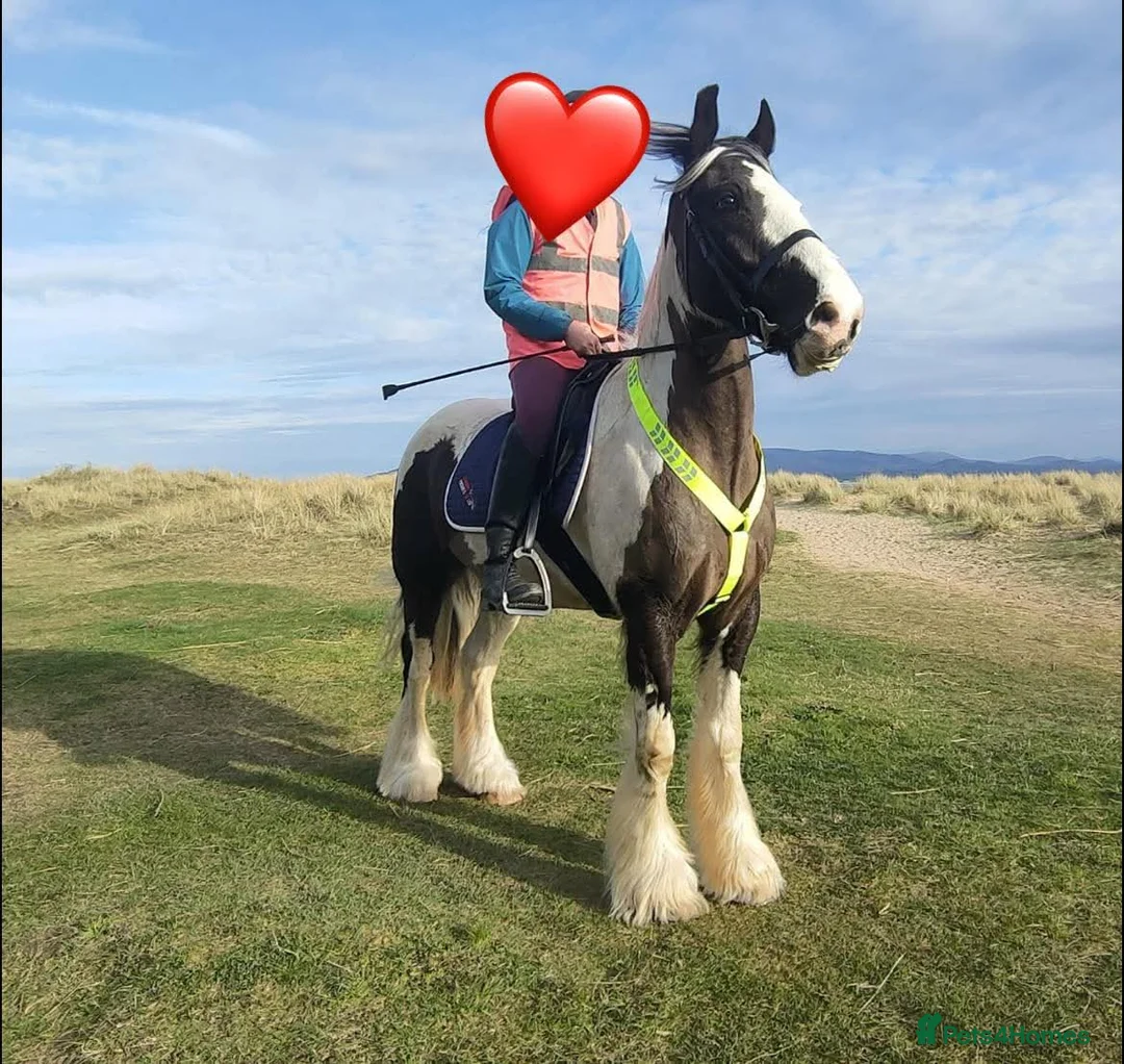 Irish Cob horses for sale: Traditional Cob - Advert 3