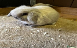 Mini Lop rabbits for sale: 2 seal point bucks  - Advert 3