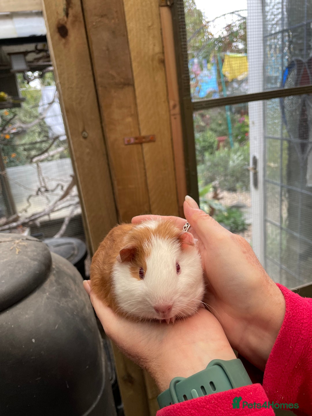Guinea Pig rodents for sale: Stunning baby guinea pig  - Image 3