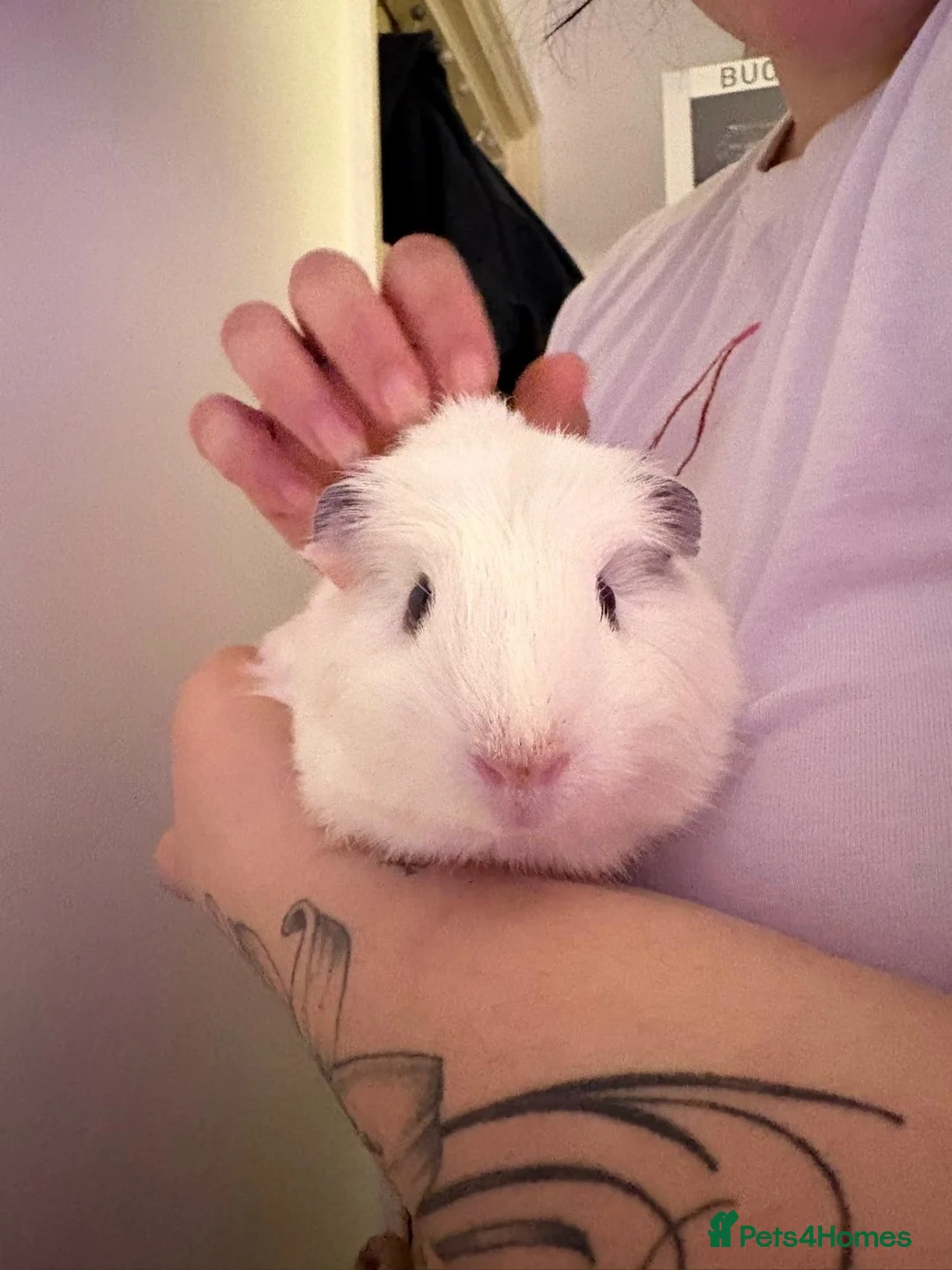 Guinea Pig rodents for sale: 2 female guinea pigs!  - Advert 3