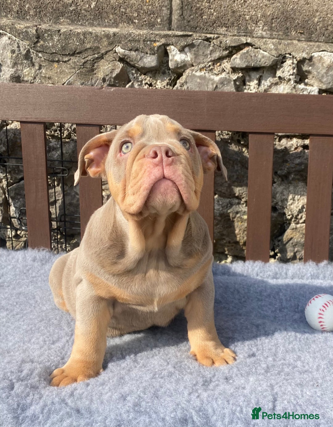 English Bulldog dogs for sale: Our last girl reduced KC reg English bulldog puppy - Image 12