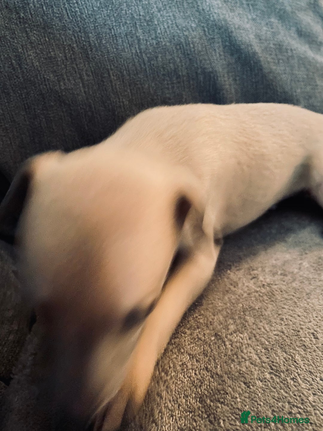 Whippet dogs for sale: Kennel Club Registered Pure Whippet Puppies - Image 6