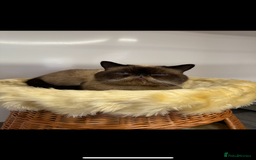 Exotic cats for sale: exotic kittens  - Image 5