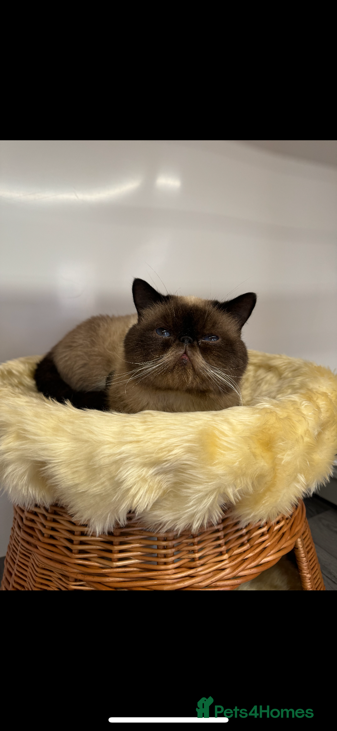 Exotic cats for sale: exotic kittens  - Image 5