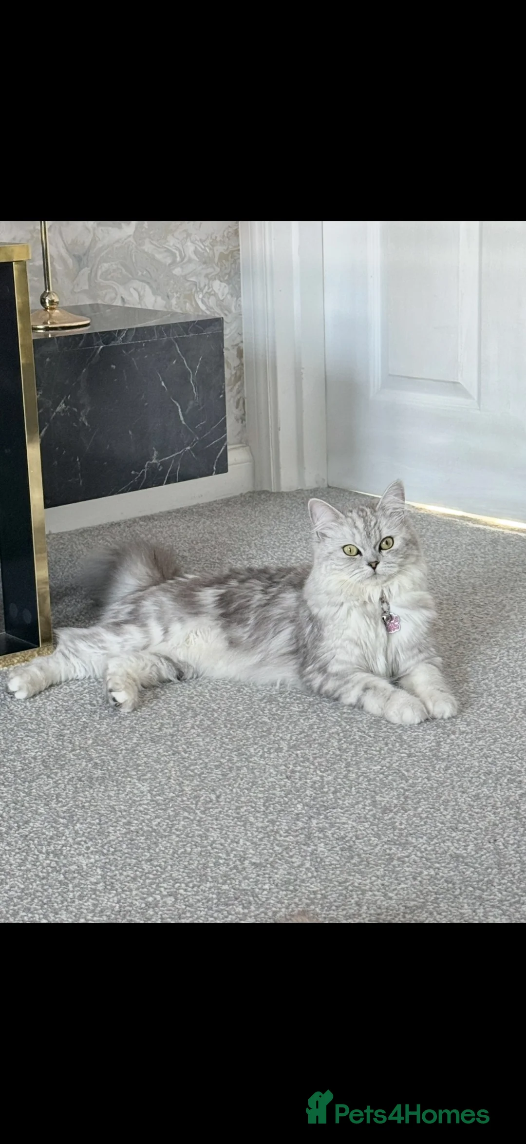 Perdoll cats for sale: 1 year old Female Perdoll - Advert 2