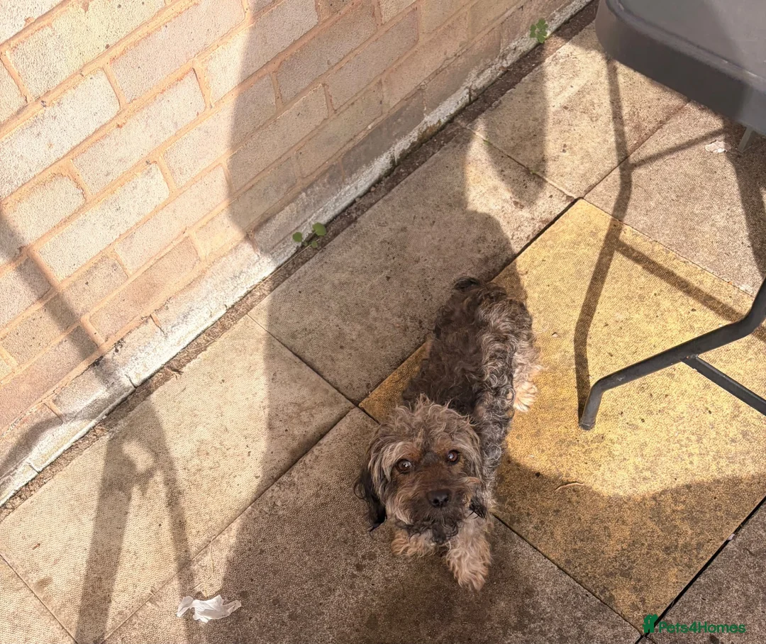Mixed Breed dogs for sale: Two puppies available for sale - Advert 2