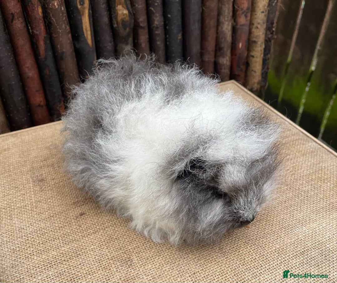 Guinea Pig rodents for sale: Beautiful baby Swiss sow - Advert 3