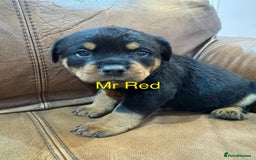 Rottweiler dogs for sale: KC Registered German Rottweiler Puppies - Image 7