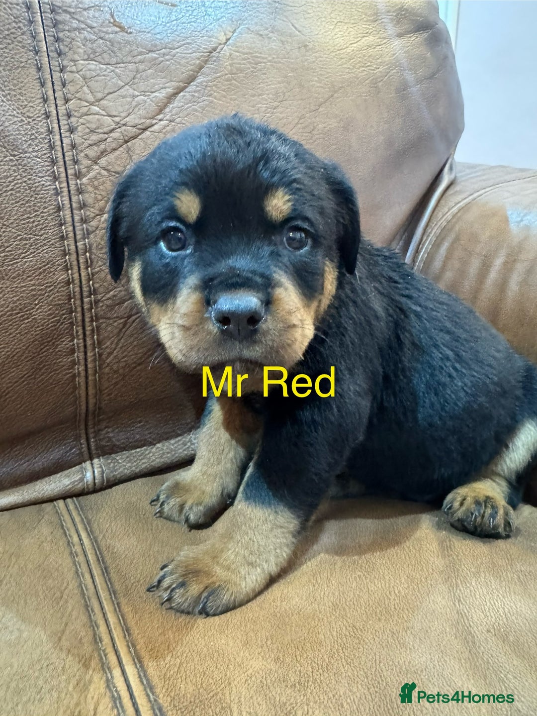 Rottweiler dogs for sale: KC Registered German Rottweiler Puppies - Image 7