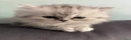 Persian cats for sale: Long Hair Persian / Ragdoll Kittens  - Advert 1