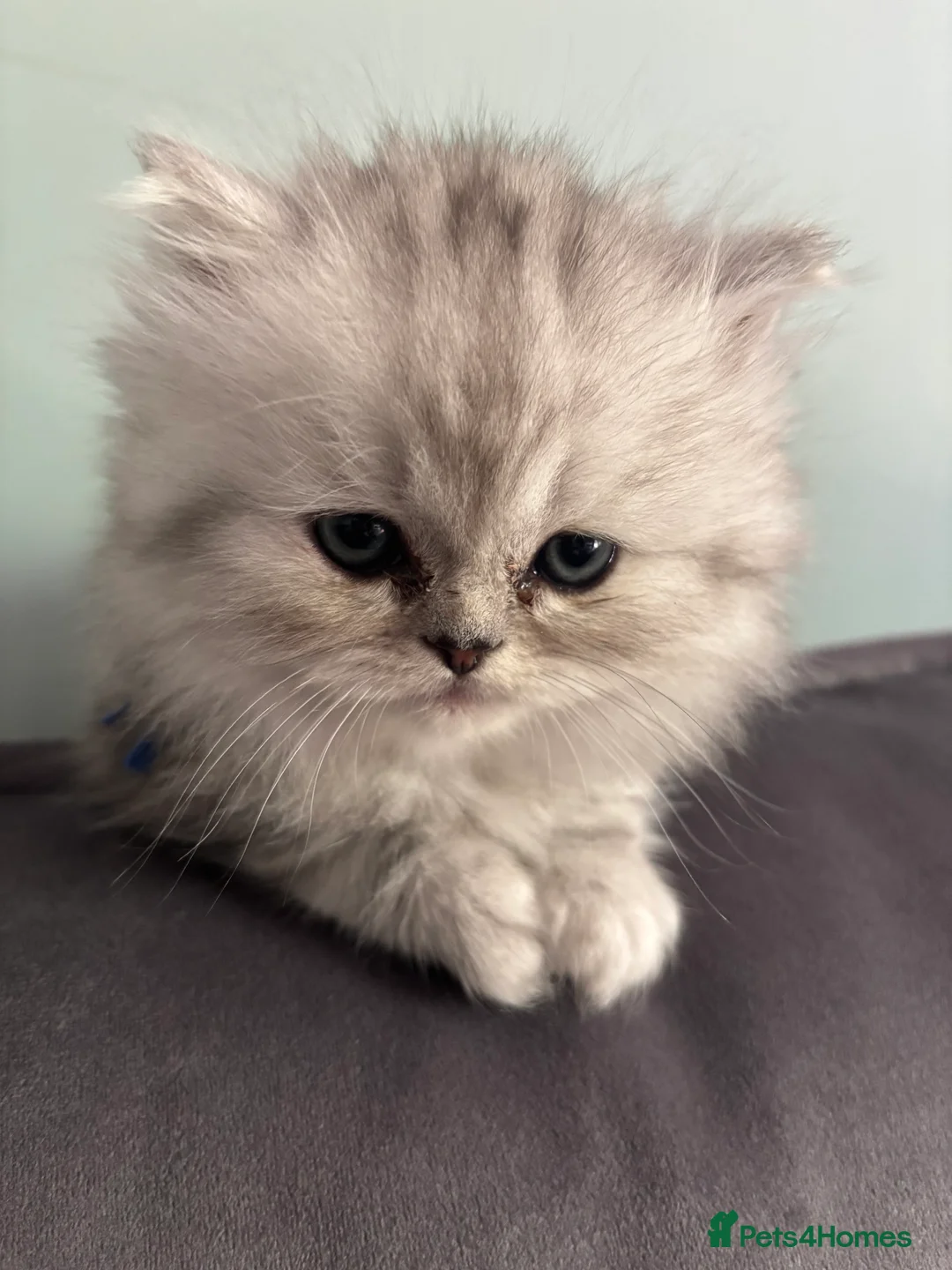 Persian cats for sale: Long Hair Persian / Ragdoll Kittens  - Advert 1