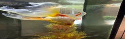 Fancy Goldfish fish for sale: Fancy Goldfish for Rehome in Guildford - Advert 5