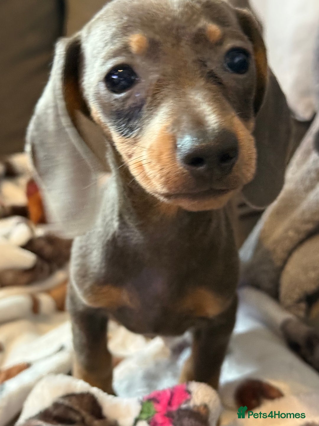 Miniature Dachshund dogs for sale: Miniature Dachshund puppies  - Image 4